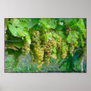 Pesquisar por cor uva artes pósteres Vinho