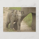 Pesquisar por elefante indiano cartoes postais Brincando