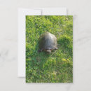 Pesquisar por tartaruga bonito cartoes Fofofo