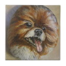Pesquisar por pomeranian azulejos Para todos