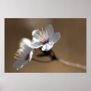 Pesquisar por fundo branco pósteres Floral