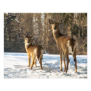 Pesquisar por cervos de whitetail Madeiras