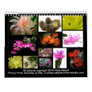 Pesquisar por cactos calendarios Planta