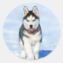 Pesquisar por roucos adesivos Alaska