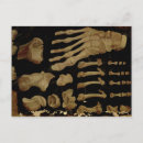 Pesquisar por desenhos anatômicos cartoes postais 16th