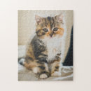 Pesquisar por gatos e gatinhos fotos quebra cabecas Para todos