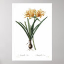 Pesquisar por amaryllis pôsteres pósteres Flora