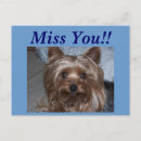Pesquisar por yorky Yorkshire terrier