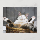 Pesquisar por animais domésticos cartoes postais Felino