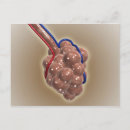 Pesquisar por vasos sanguíneos cartoes postais Ilustrações biomédicas