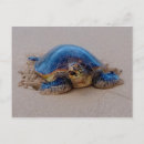 Pesquisar por honu cartoes postais Praia