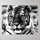 Pesquisar por tiger pôsteres pósteres Para ela