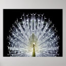 Pesquisar por pavões brancos pósteres Para ela