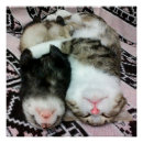 Pesquisar por gato selvagem pôsteres pósteres Fofo