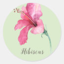Pesquisar por flor cor de rosa do hibiscus Aquarela