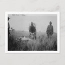 Pesquisar por zebra cartoes postais Fotografia