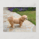 Pesquisar por lhasa apso cartoes postais Cão