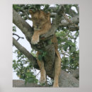 Pesquisar por panthera leo pôsteres pósteres Destinos do viagem