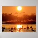 Pesquisar por cisne pósteres Lago