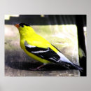 Pesquisar por finch pôsteres pósteres Bird