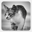 Pesquisar por gatinhos preto e branco adesivos Animais
