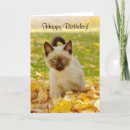 Pesquisar por siamese kitten cartoes Cats