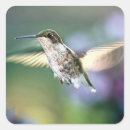Pesquisar por hummingbird adesivos Primavera