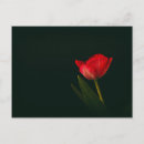 Pesquisar por tulips cartoes postais Fotografia