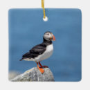 Pesquisar por mar ornamentos Animal