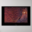 Pesquisar por polvo gigante pôsteres pósteres Oceano