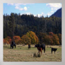 Pesquisar por herda pósteres Cows
