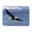 Pesquisar por predador imas Águia