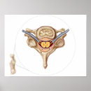 Pesquisar por anatomia humana pôsteres pósteres Medicina