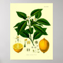 Pesquisar por vintage botânico pósteres Fruta