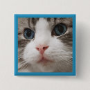 Pesquisar por ragdoll botons Gato