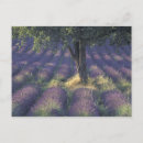 Pesquisar por provence cartoes postais Europe