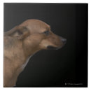 Pesquisar por misturado azulejos Cão