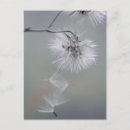 Pesquisar por sementes cartoes postais Flores silvestres