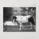 Pesquisar por cavalos americanos cartoes postais Preto e branco