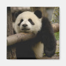 Pesquisar por shaanxi Animal
