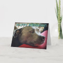 Pesquisar por staffies Dog
