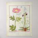 Pesquisar por plantas medicinais pôsteres pósteres C12th