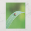 Pesquisar por insect cartoes cartoes postais Nature