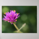 Pesquisar por poster com flores roxas pôsteres pósteres Púrpura