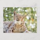 Pesquisar por lince cartoes postais Felino
