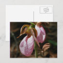 Pesquisar por orquídea selvagem cartoes postais Rosa