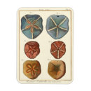 Pesquisar por gema imas Casca