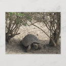Pesquisar por galápagos cartoes postais Tartaruga