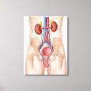 Pesquisar por anatomia humana impressão de canvas Fim acima