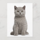 Pesquisar por british cartoes postais Animais